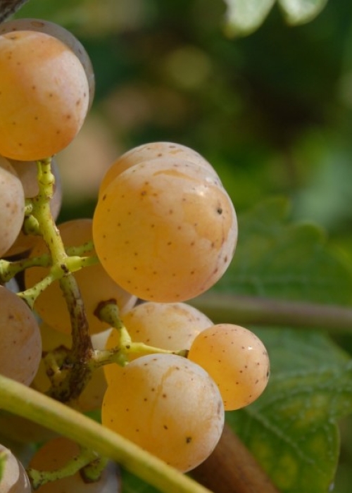 Villaris ANT 0923